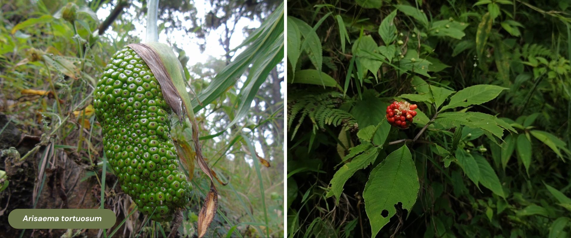 Arisaema tortuosum