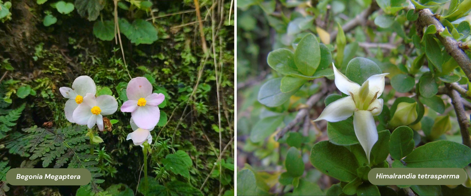 Begonia Megaptera and Himalrandia tetrasperma