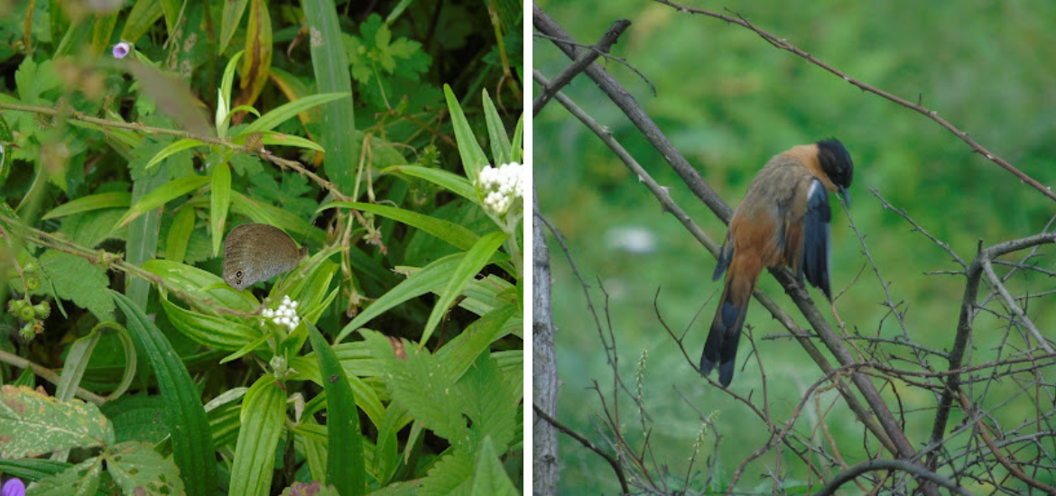 Birding in Pangot