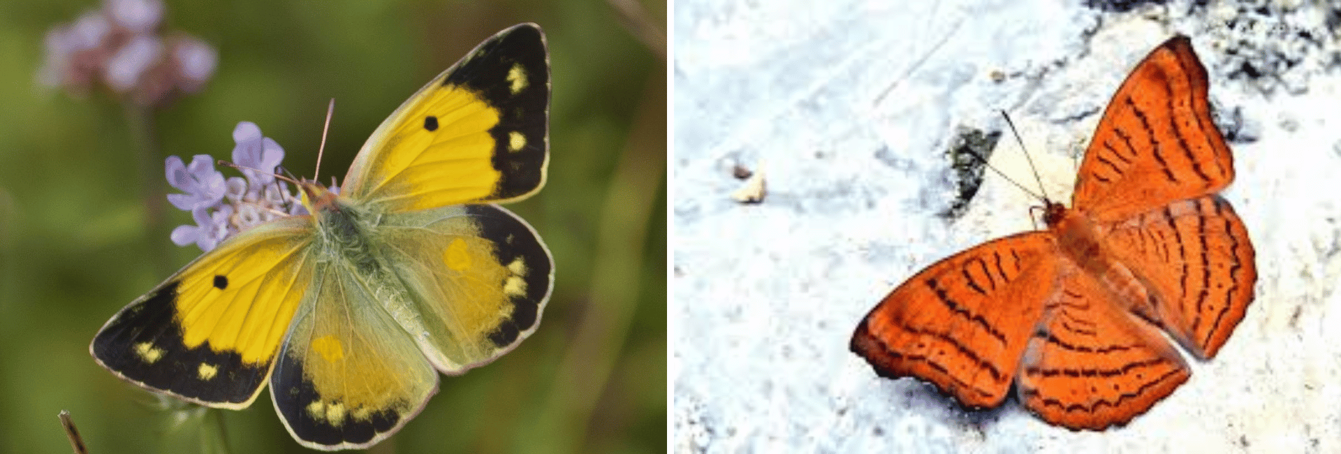 Butterfly-walks-delhi