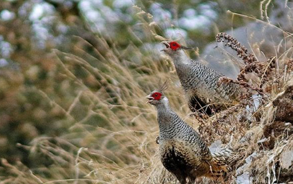 Cheer-Pheasant