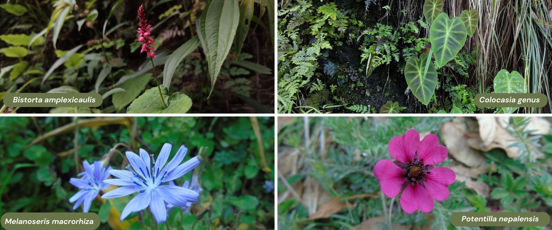 Colocasia genus