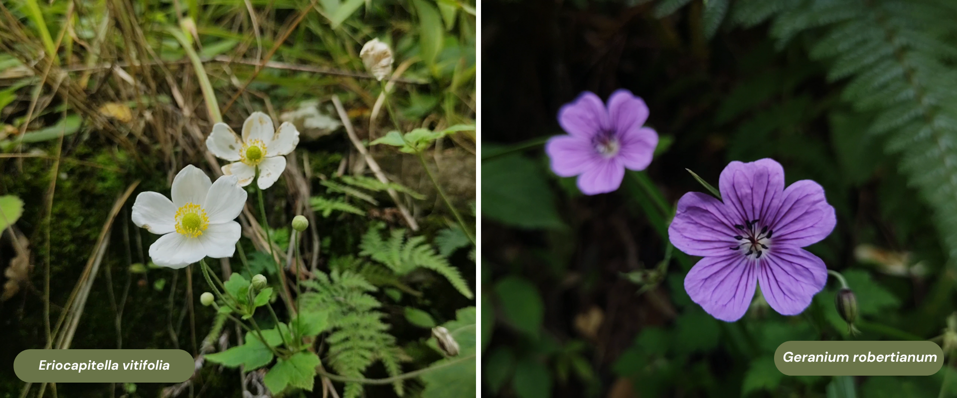 Eriocapitella vitifolia and Geranium robertianum