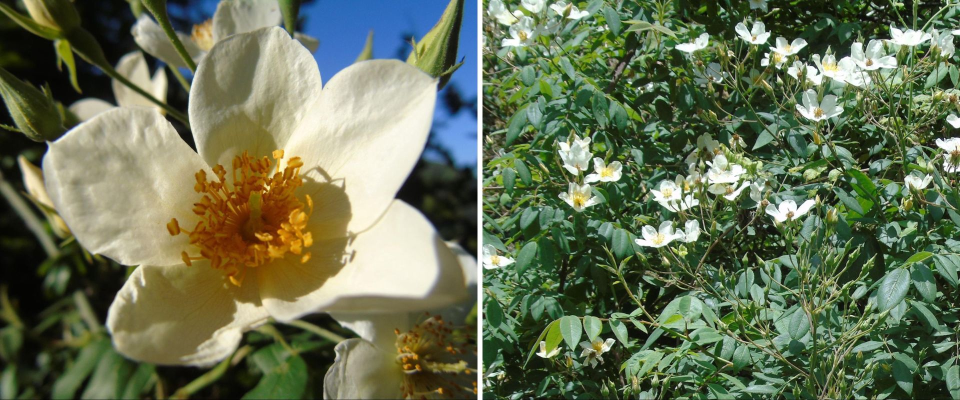 Himalayan musk rose