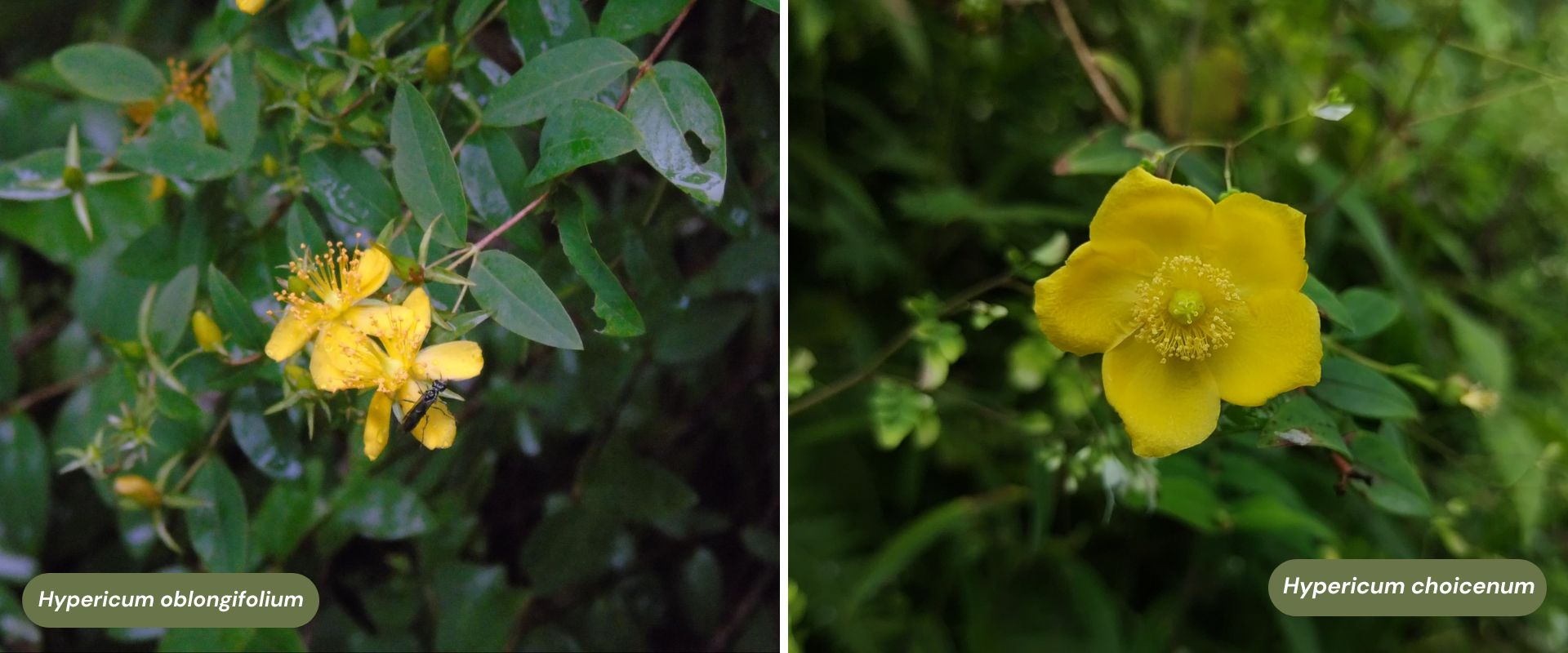 Hypericum oblongifolium and Hypericum choicenum