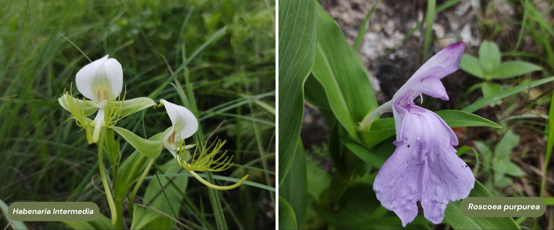 Roscoea purpurea and Habenaria Intermedia