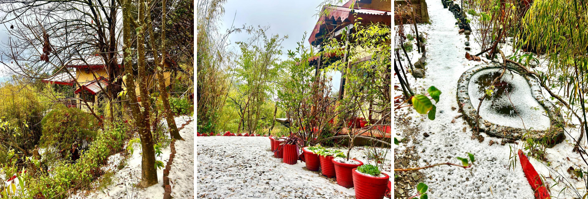 Snowfall in Pangot, Uttarakhand