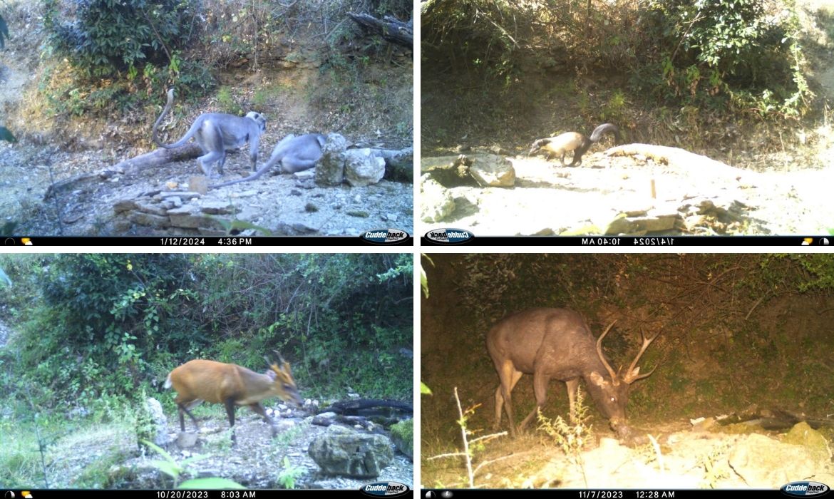 Wildlife activity in JLBL