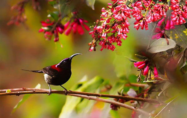 birdwatching_in_pangot