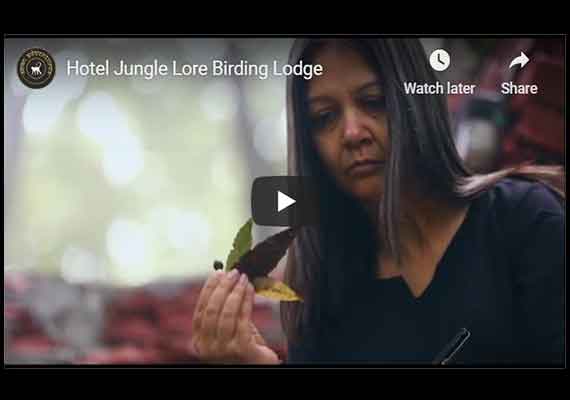 junglelore Birding lodge video