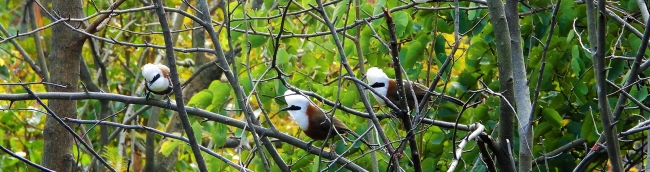 pangot-birding-tour-report