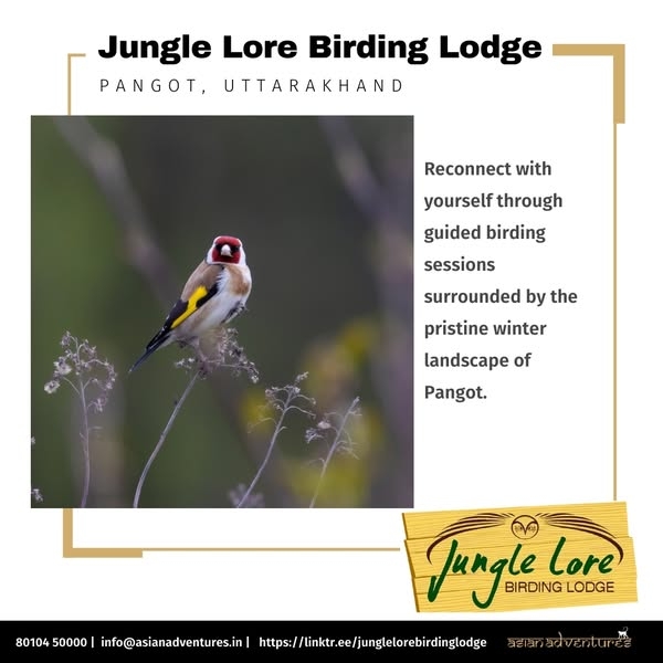 Avian paradise in Pangot