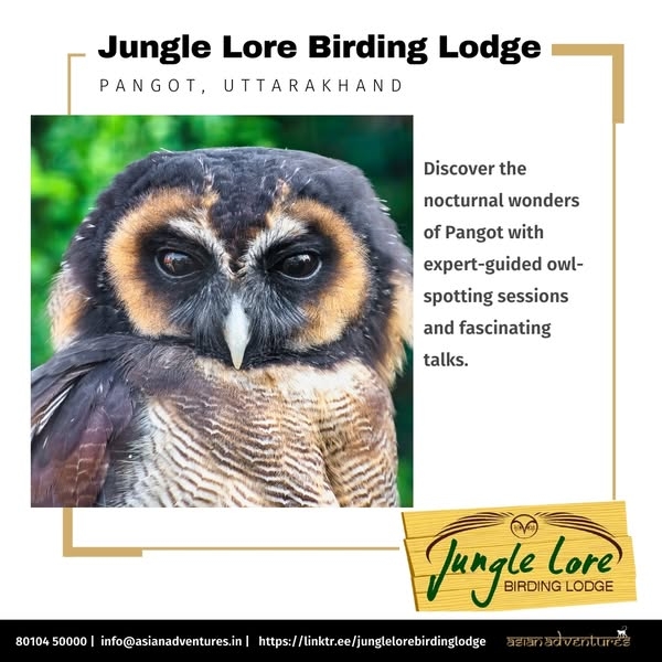 The Owl Whisperer’s Retreat