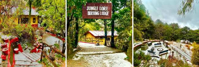 Snowfall in Pangot, Uttarakhand